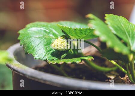 Grüne Erdbeere im Garten, wilder Erdbeerbusch in schwarzem Blumentopf. Landwirtschaftliche Ernte. Stockfoto