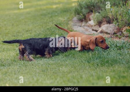 Weiblich der Braune Zwerg Dackel, reinrassige Zucht Hund spielen mit anderen Dackel im Gras Stockfoto