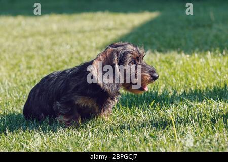 Weiblich der Braune Zwerg Dackel, reinrassige Zucht Hund im Gras Stockfoto