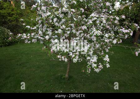 Junge Apfelblüte (Malus Domestica) im Garten Surrey England Stockfoto