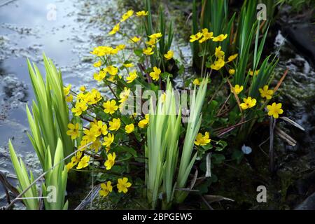 Marsh Ringelblume in Teich Surrey England Stockfoto
