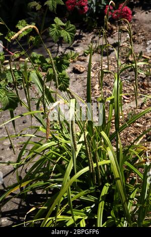 Hängende Sedge (Carex pendula) Blühende Gras in Großbritannien Stockfoto