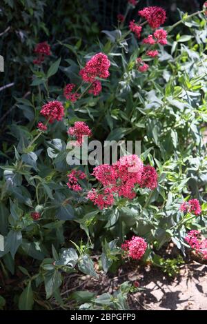 Centranthus ruber- Rot-Baldrian- Jupiterbart Stockfoto