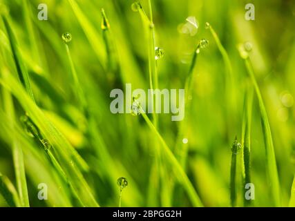 Tautropfen auf Rasen Stockfoto