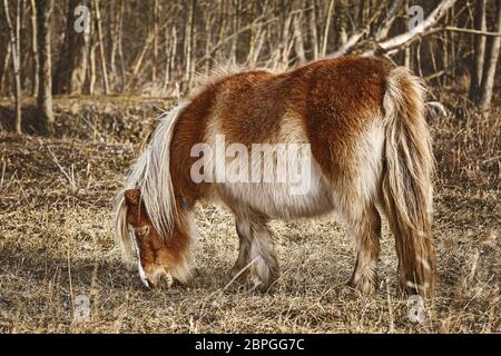 Kleine braune Pony weidet in der Nähe des Waldes Stockfoto