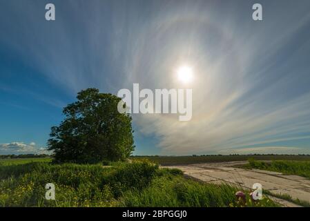 Schöne Landschaftsbild eines eineineineinbigen Baumes in der niederländischen Landschaft mit einem hellen Heiligenschein um die Sonne am Himmel Stockfoto