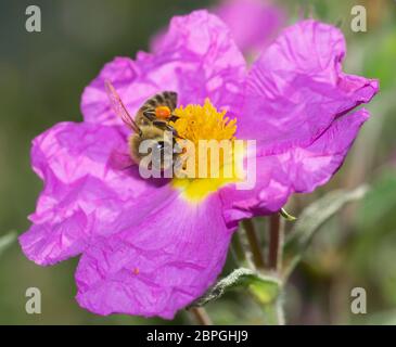 Nahaufnahme der Honigbiene, die Nektar aus der Felsenrosenwildblume in einem selektiven Fokusbild sammelt Stockfoto