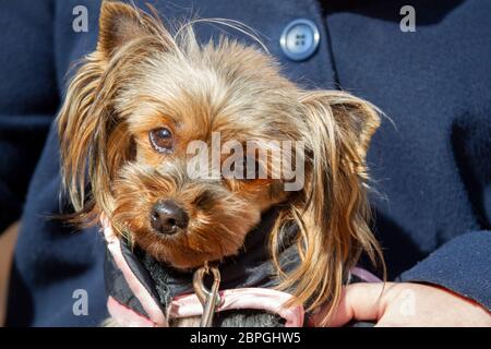 Lustige yorkshire Terrier in seinen Armen. Die Schnauze eines kleinen Hundes. Stockfoto