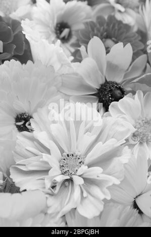 Blass Kosmos Blume in selektiven Fokus mit calendulas und rudbeckien Blumen - monochrom Verarbeitung Stockfoto