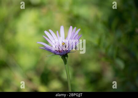 Der Aster amellus Blume Violett mit Insekten im Garten Stockfoto