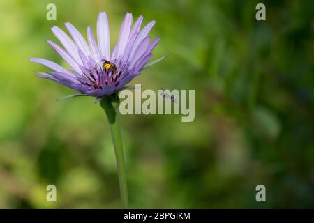 Der Aster amellus Blume Violett mit Insekten im Garten Stockfoto