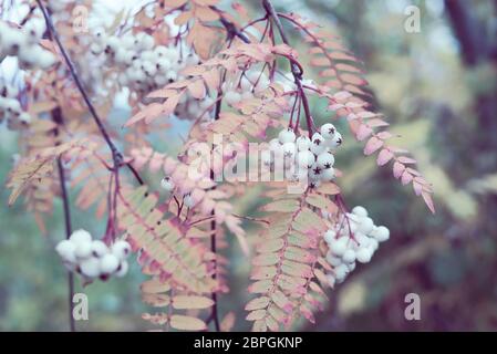 Herbstliche Detail eines wilden Chinesischen Rowan Tree Branch mit Mountain Ash Blätter und weisse sorbus Beeren in eine feminine soft pink Farbton. Stockfoto