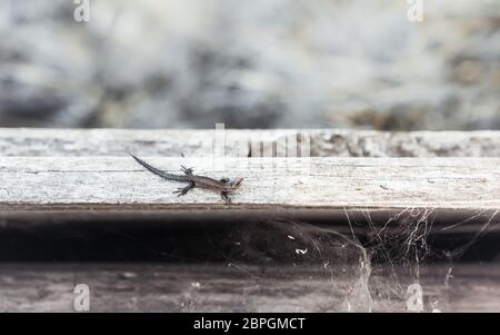 Kleine braune Viviparous Eidechse - Zootoca vivipara - kriechend auf alten Brettern mit Spinnweben. Natürliche alten Holzhintergrund mit Platz für Kopie. Selecti Stockfoto