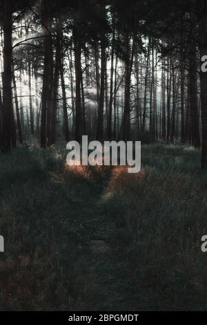 Sonnenstrahlen leuchten auf dem Weg durch die Bäume im dunklen Pinienwald - stimmungsvolle Naturlandschaft. Selektiver Fokus, getönte, unscharfe Vignette. Stockfoto