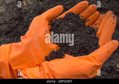 Bodenproben in den Händen von einem Biologen in orange Handschuhe. Untersuchung des Problems der Verschmutzung von Böden. Stockfoto