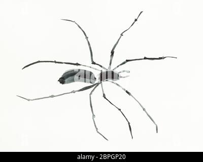 Ausbildung Zeichnung in Sumi-e (suibokuga) Stil mit Wasserfarben-Spider ist die Hand, die auf cremigem Papier gezeichnet Stockfoto