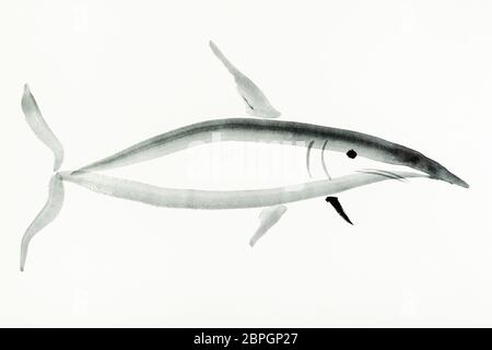 Ausbildung Zeichnung in Sumi-e (suibokuga) Stil mit Wasserfarben - Shark ist Hand auf cremigem Papier gezeichnet Stockfoto
