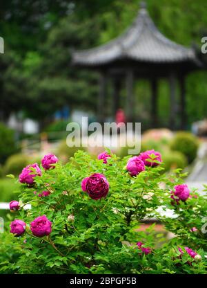 Changchun. Mai 2020. Das Foto vom 19. Mai 2020 zeigt Pfingstrosenblumen in voller Blüte in einem Pfingstrosengarten in Changchun, nordöstlich der Provinz Jilin. Kredit: Xu Chang/Xinhua/Alamy Live News Stockfoto