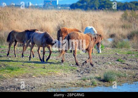Herde von Pferden in die Wildnis Stockfoto