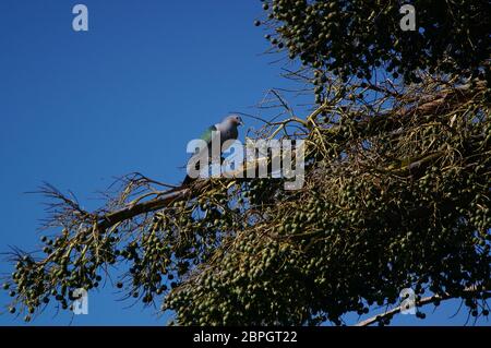 Die grüne Kaisertaube (Ducula aenea) ist eine große Waldtaube, die auf den Ästen der Palme sitzt. Stockfoto