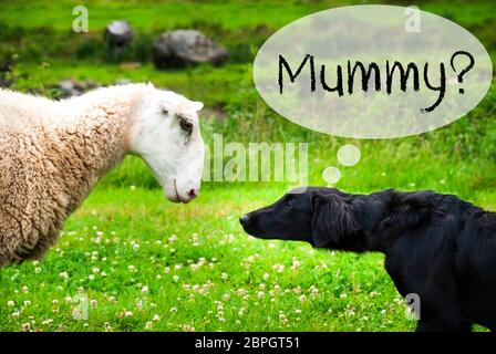 Hund trifft Schaf mit Sprechblase. Englischer Text Mumie. Grüne Gras Wiese in Norwegen. Stockfoto