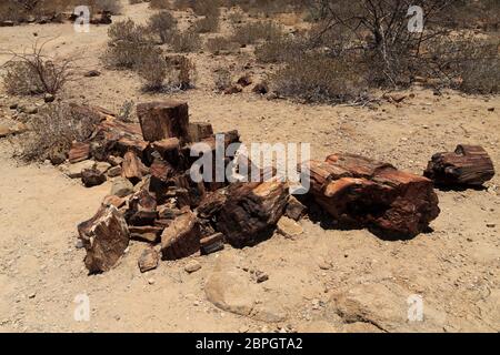 Versteinerter Baum von Khorixas, Namibia Stockfoto