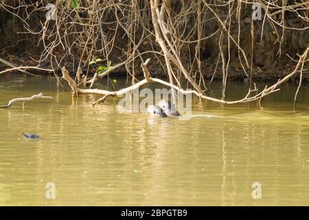 Riesenotter auf Wasser aus Feuchtgebiet Pantanal, Brasilien. Brasilianischen Tierwelt. Pteronura brasiliensis Stockfoto