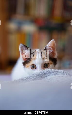 Junge, wenige Wochen alte tricolor niedliche Kätzchen. Kätzin mit weißem, braunem und schwarzem Fell. Adobierbare und süße Augen kleine flauschige Kater, hervorstehende Ohren. Stockfoto