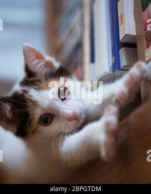 Junge, wenige Wochen alte tricolor niedliche Kätzchen. Kätzin mit weißem, braunem und schwarzem Fell. Adobierbare und süße Augen kleine flauschige Kater, hervorstehende Ohren. Stockfoto