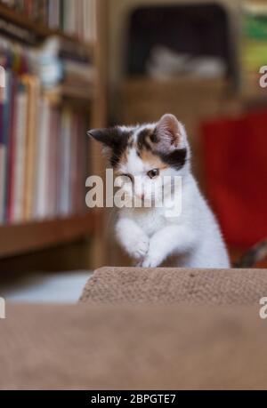 Junge, wenige Wochen alte tricolor niedliche Kätzchen. Kätzin mit weißem, braunem und schwarzem Fell. Adobierbare und süße Augen kleine flauschige Kater, hervorstehende Ohren. Stockfoto