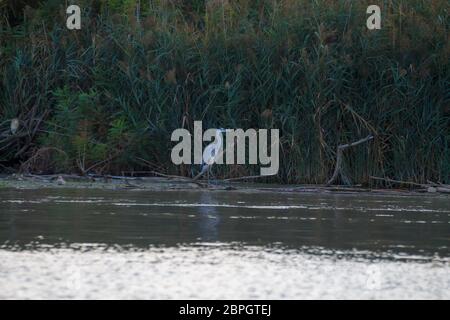 Graureiher Nahaufnahme von "Delta del Po". Italienische Natur. Vögel beobachten. Stockfoto