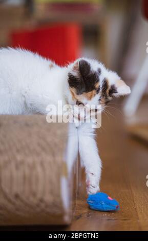 Junge, wenige Wochen alte tricolor niedliche Kätzchen. Kätzin mit weißem, braunem und schwarzem Fell. Adobierbare und süße Augen kleine flauschige Kater, hervorstehende Ohren. Stockfoto