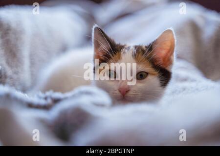 Junge, wenige Wochen alte tricolor niedliche Kätzchen. Kätzin mit weißem, braunem und schwarzem Fell. Adobierbare und süße Augen kleine flauschige Kater, hervorstehende Ohren. Stockfoto