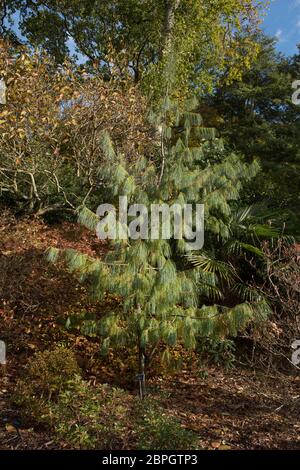 Grüne Blätter eines Evergreen Bhutan White Pine (Pinus bhutanica) in einem schattigen Waldgarten im ländlichen Devon, England, Großbritannien Stockfoto