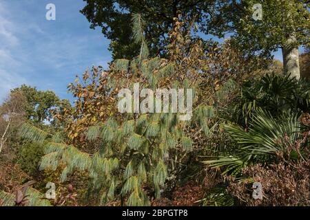 Grüne Blätter eines Evergreen Bhutan White Pine (Pinus bhutanica) in einem schattigen Waldgarten im ländlichen Devon, England, Großbritannien Stockfoto