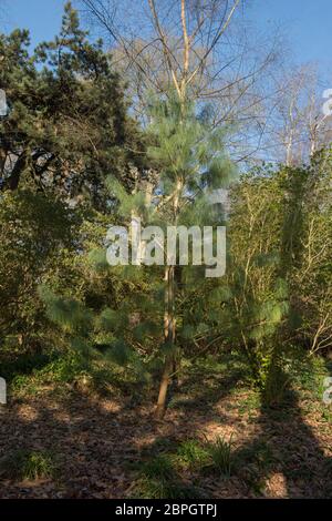 Grüne Blätter eines Evergreen Bhutan White Pine (Pinus bhutanica) in einem schattigen Waldgarten im ländlichen Devon, England, Großbritannien Stockfoto