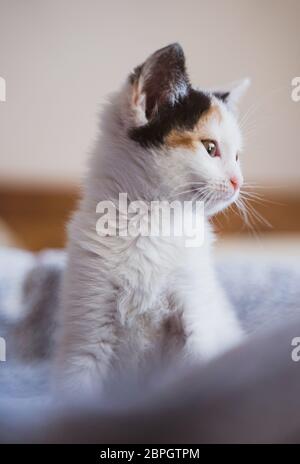 Junge, wenige Wochen alte tricolor niedliche Kätzchen. Kätzin mit weißem, braunem und schwarzem Fell. Adobierbare und süße Augen kleine flauschige Kater, hervorstehende Ohren. Stockfoto