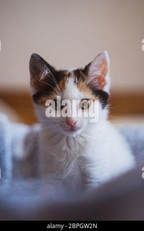 Junge, wenige Wochen alte tricolor niedliche Kätzchen. Kätzin mit weißem, braunem und schwarzem Fell. Adobierbare und süße Augen kleine flauschige Kater, hervorstehende Ohren. Stockfoto