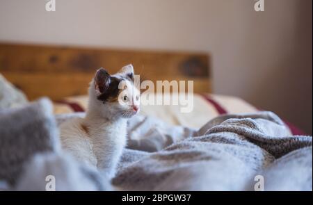 Junge, wenige Wochen alte tricolor niedliche Kätzchen. Kätzin mit weißem, braunem und schwarzem Fell. Adobierbare und süße Augen kleine flauschige Kater, hervorstehende Ohren. Stockfoto