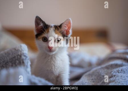 Junge, wenige Wochen alte tricolor niedliche Kätzchen. Kätzin mit weißem, braunem und schwarzem Fell. Adobierbare und süße Augen kleine flauschige Kater, hervorstehende Ohren. Stockfoto