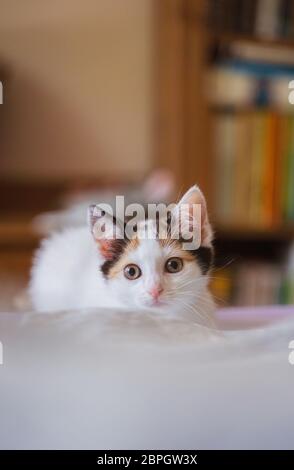 Junge, wenige Wochen alte tricolor niedliche Kätzchen. Kätzin mit weißem, braunem und schwarzem Fell. Adobierbare und süße Augen kleine flauschige Kater, hervorstehende Ohren. Stockfoto