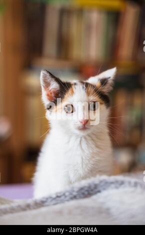 Junge, wenige Wochen alte tricolor niedliche Kätzchen. Kätzin mit weißem, braunem und schwarzem Fell. Adobierbare und süße Augen kleine flauschige Kater, hervorstehende Ohren. Stockfoto