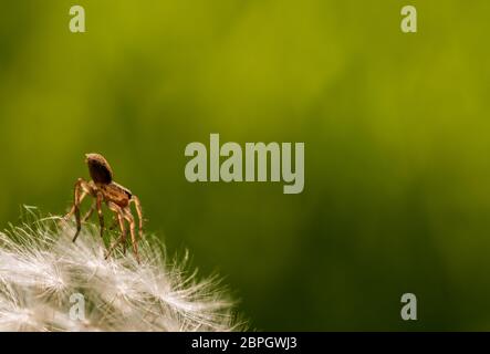 Transparente braune Spinne auf weißem Löwenzahn Stockfoto