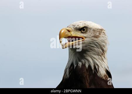 Kopf und Schultern eines sub-erwachsenen Weißkopfseeadler (Haliaeetus leucocephalus) mit blau grau Himmel Hintergrund links. Stockfoto