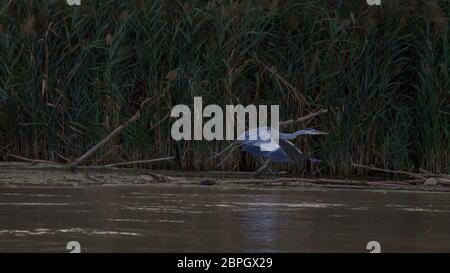 Graureiher Nahaufnahme von "Delta del Po". Italienische Natur. Vögel beobachten. Stockfoto