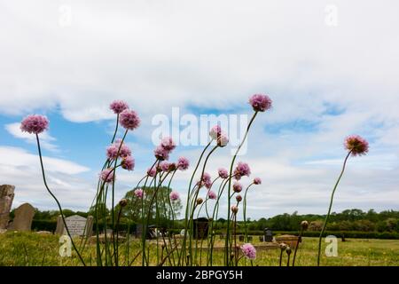 Sehr seltene hohe Thrift, Armeria Maritima Elongata, wächst auf dem Friedhof von Saint Martins Anglikanische Pfarrkirche, Ancaster Dorf, Lincolnshire Stockfoto