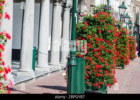 Viele leuchtend roten Blüten. Reihen von hellen Pflanzen auf einer Straße in Holland. Stockfoto