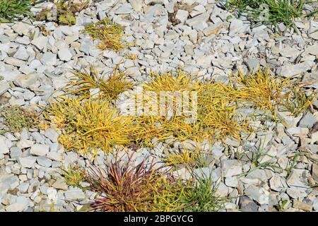 Glyphosat behandeltes Gras. Zerstörung der Vegetation auf dem Boden mit Schotter bestreut. Die Wirkung von Glyphosat auf Pflanzen. Stockfoto