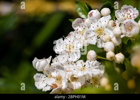 Weiße Apfelblüten auf verschwommenem grünen Hintergrund Stockfoto