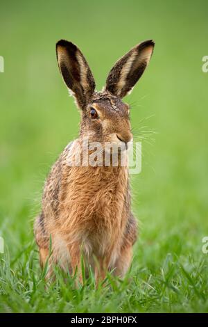 Europäischer Hase, lepus europaeus im Sommer mit grünem verschwommenem Hintergrund. Detaillierte Nahaufnahme von Wildkaninchen. Stockfoto